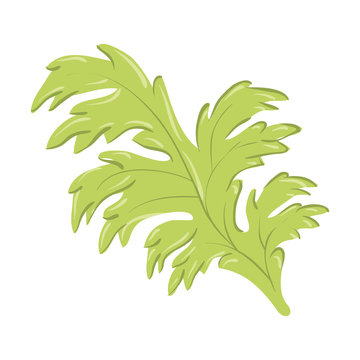 leaf icon over white background colorful design vector illustration
