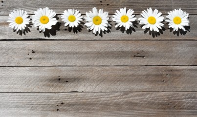 Wild daisies in a row on wood background © Joylyn McChesnie