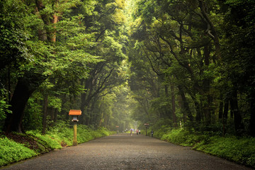 Tokyo, Meiji Shrine Grounds