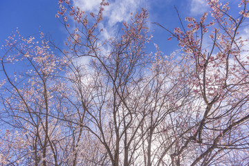 Peach blossom