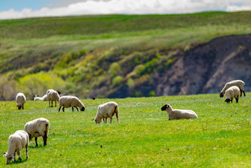 Sheep Flock
