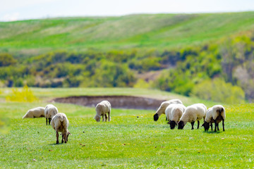 Obraz premium Sheep Flock