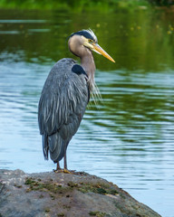 Blue Heron standing near the water - Vancouver Canada