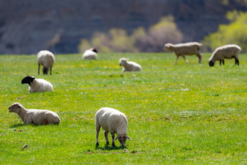 Obraz premium Sheep Flock
