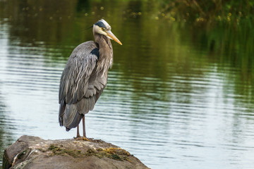 Blue Heron standing near the water - Vancouver Canada