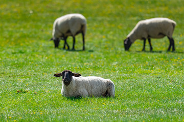 Fototapeta premium Sheep Flock