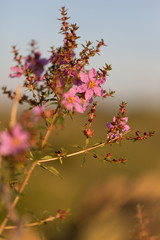 Flowers from Brazilian Cerrado- Diplusodon villosissimus