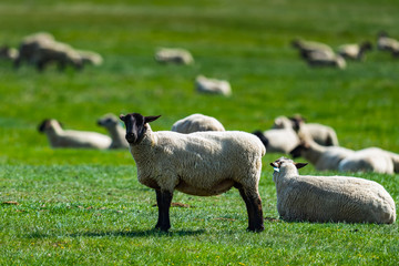 Naklejka premium Sheep Flock