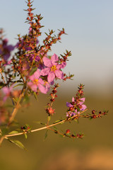 Flowers from Brazilian Cerrado- Diplusodon villosissimus