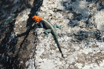 Animal near the Simbabwe National Monument