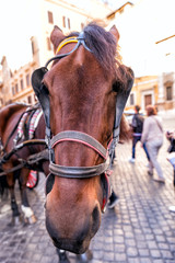 Obraz premium Horse portrait.