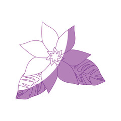 beautiful flower and leaves icon over white background vector illustration