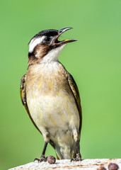 Light-vented Bulbul