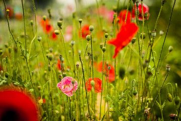 Red poppy flower background