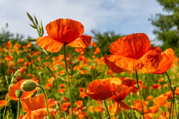 Poppy field with blue sky and sunshine