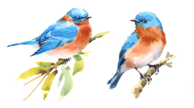 Bluebirds Two Birds Watercolor Hand Painted Illustration Set isolated on white background