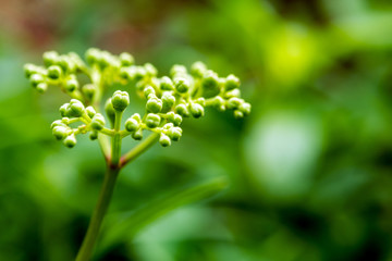 Green color small grass flower bouquet