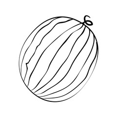 watermelon fruit icon over white background vector illustration