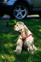 puppy American Cocker Spaniel