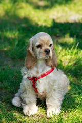 puppy American Cocker Spaniel