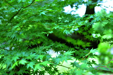 Obraz premium Maple leaves