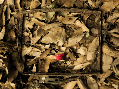 Dea leafs