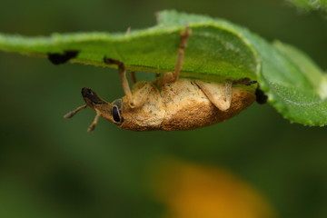 Green weevil, Gold-dust weevil