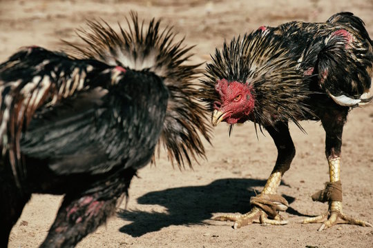 Chicken fight