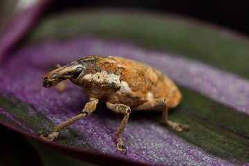 Green weevil, Gold-dust weevil