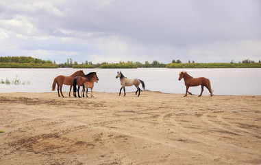 Horses run along the river.