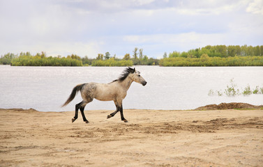 Obraz na płótnie Canvas Horse runs along the river.