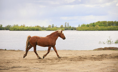 Horse runs along the river.