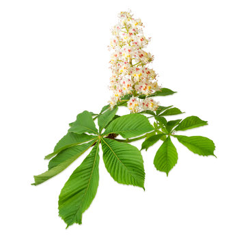 Branch of the blooming horse-chestnuts on a light background