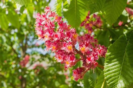 Inflorescence of red horse-chestnut among of the leaves