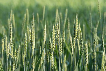 Green wheat growing and maturing on the field