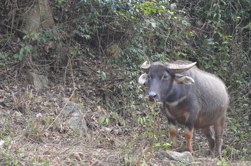 Water Buffalo Grazing