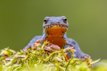 Frontal portrait of alpine newt