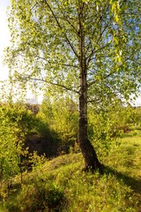 birch forest in sunlight in the morning
