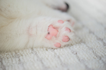 Close up of puppy paw