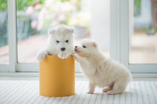 siberian husky puppy  playing in a cylinder box