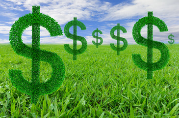 Fototapeta premium dollarl plants in grass fields