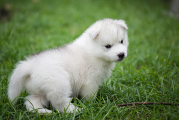 Cute siberian husky puppy