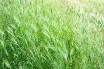 Green grass texture