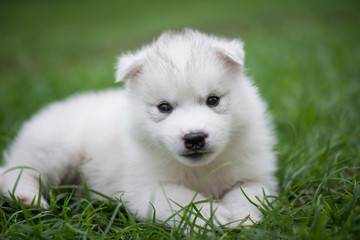 Cute siberian husky puppy