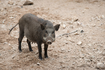 Wild boar