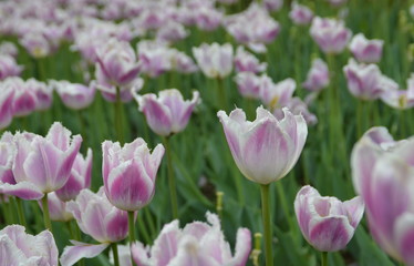 Tulips