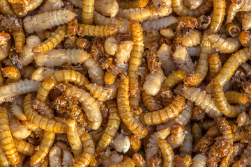 Mealworms larvae background