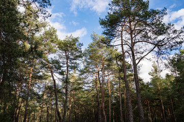 Fototapeta premium Wälder