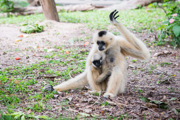 Obraz premium White - Cheeked Gibbon and her son