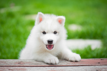 siberian husky puppy playing in the park